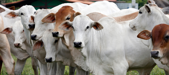 cattle farming